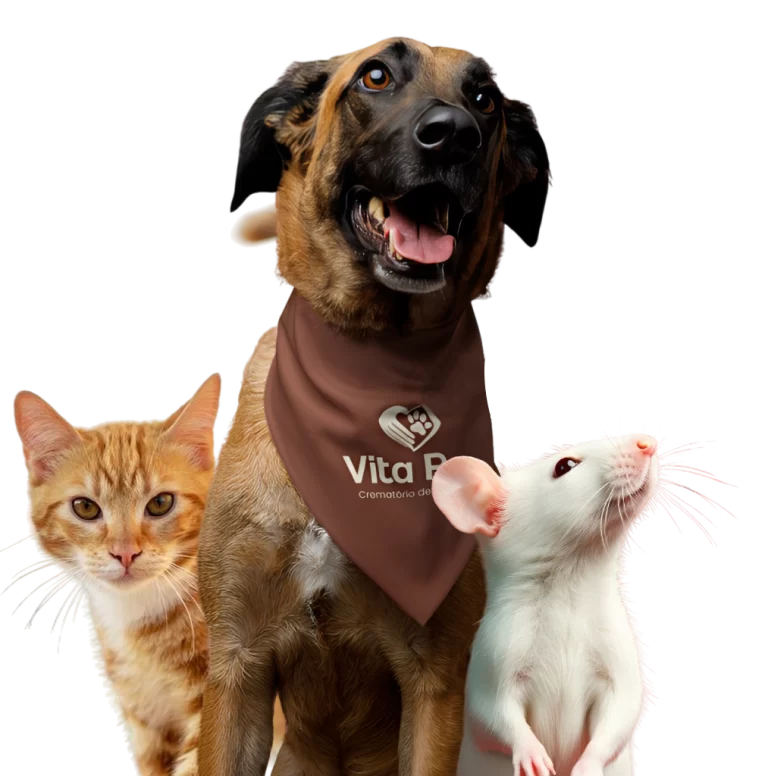 Imagem cachorro gato rato